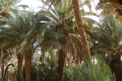 DSC06405